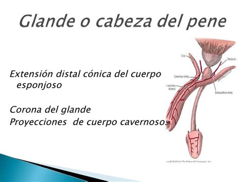 penes extremos|Video: Estructura del pene .